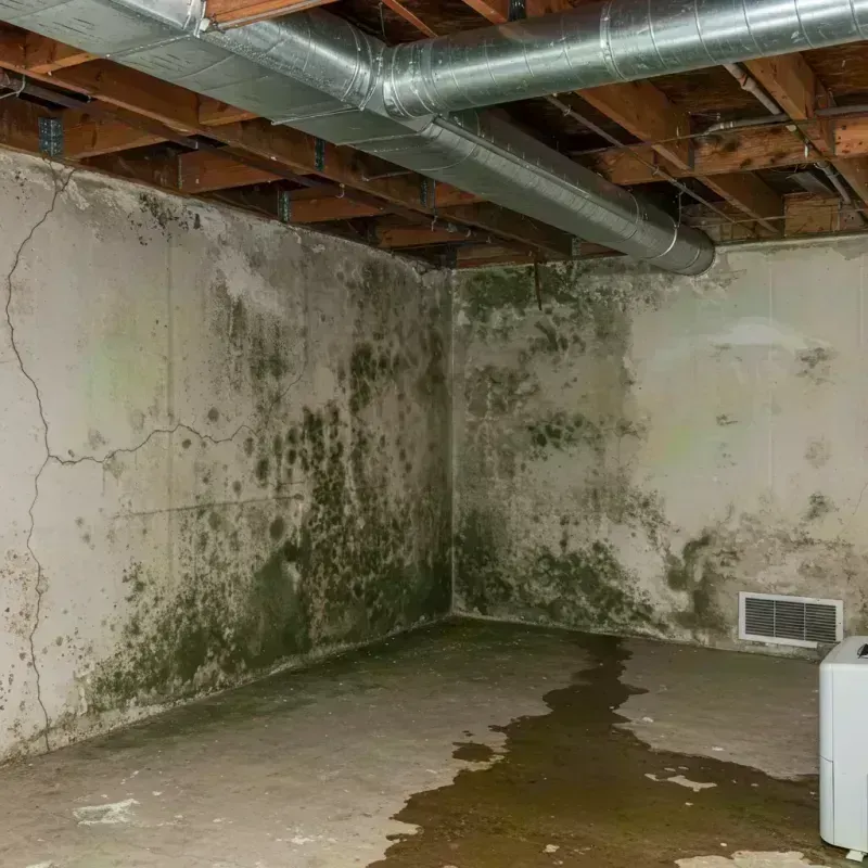 Professional Mold Removal in Shrewsbury, MO